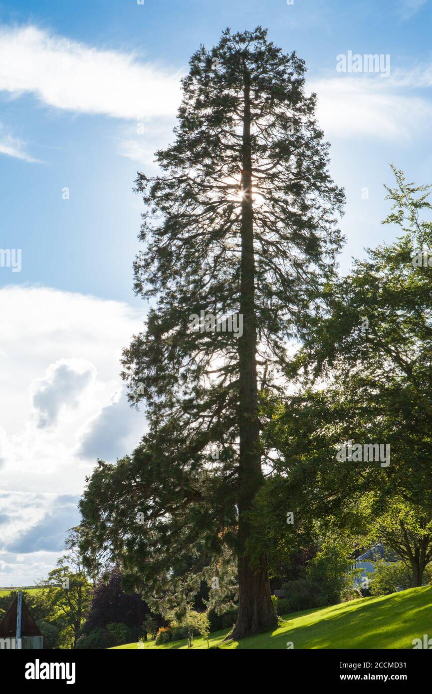 Tall Tree standing in the sun with a blue sky Stock Photo - Alamy