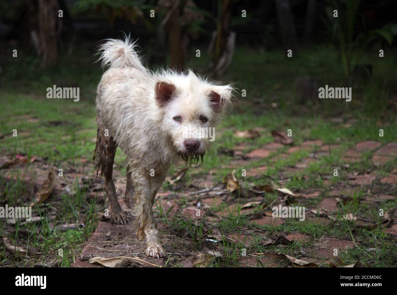 dirty stray dog walking on street after rain in animal health care Stock Photo
