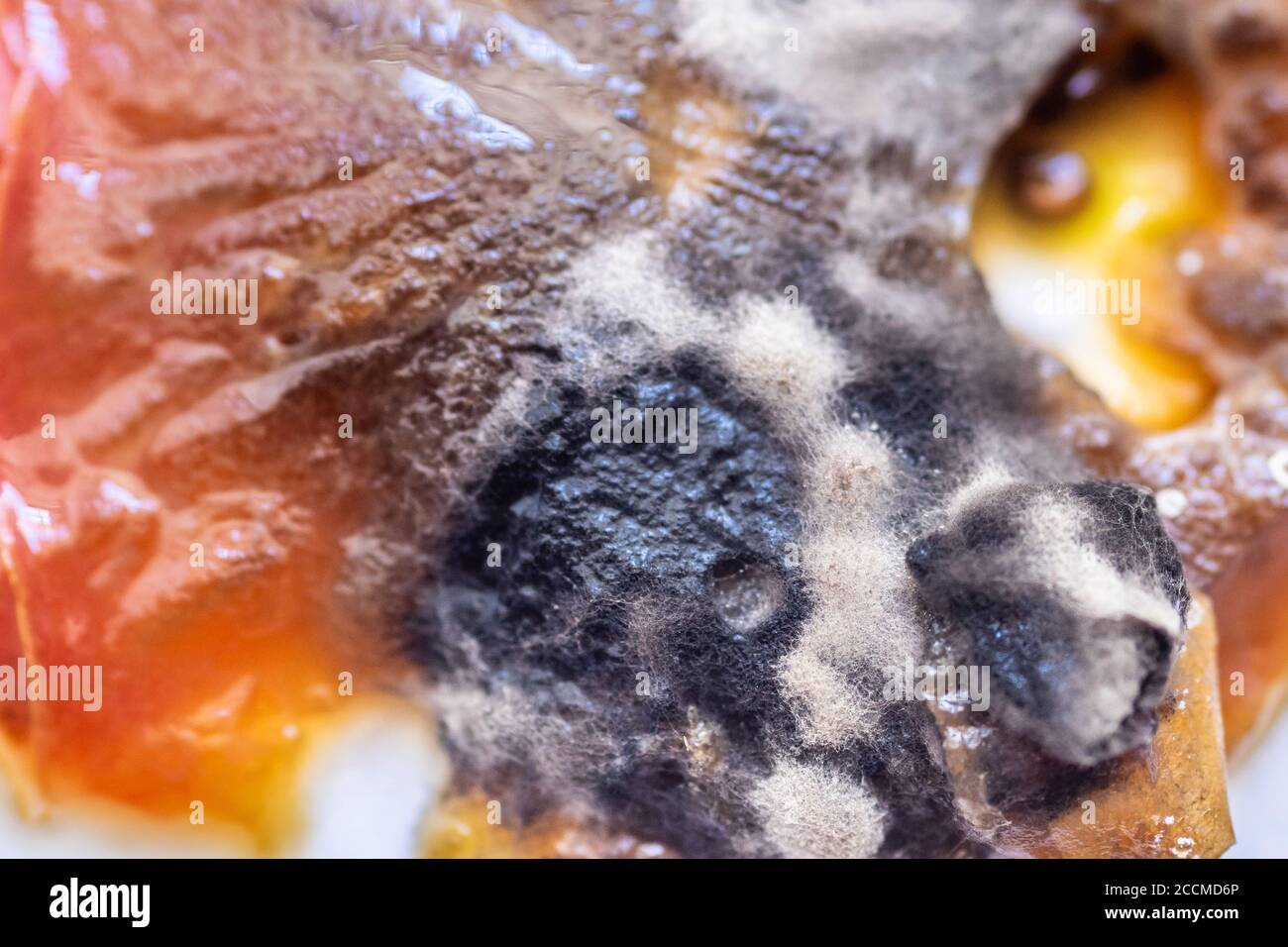 view of growing mold on the surface of a rotten tomato. Stock Photo