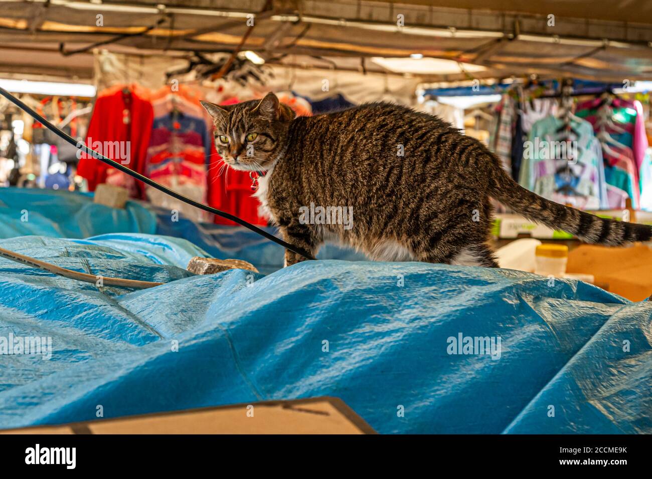 Bargain hunting instead of mouse hunting: cat at a clothing market in Poznan, Poland Stock Photo