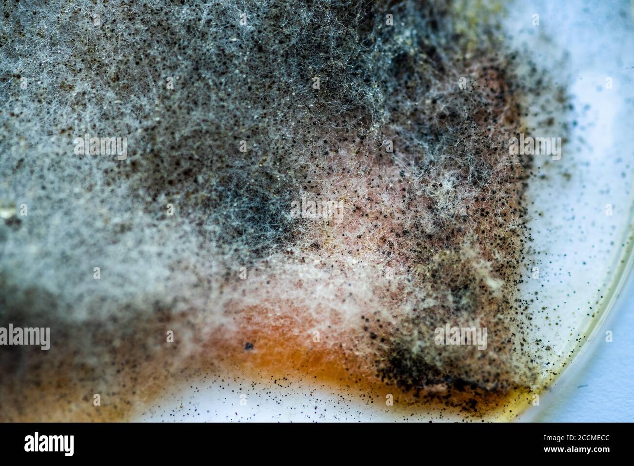 A piece of food covered with mold and pathogenic fungi rotates close-up Stock Photo