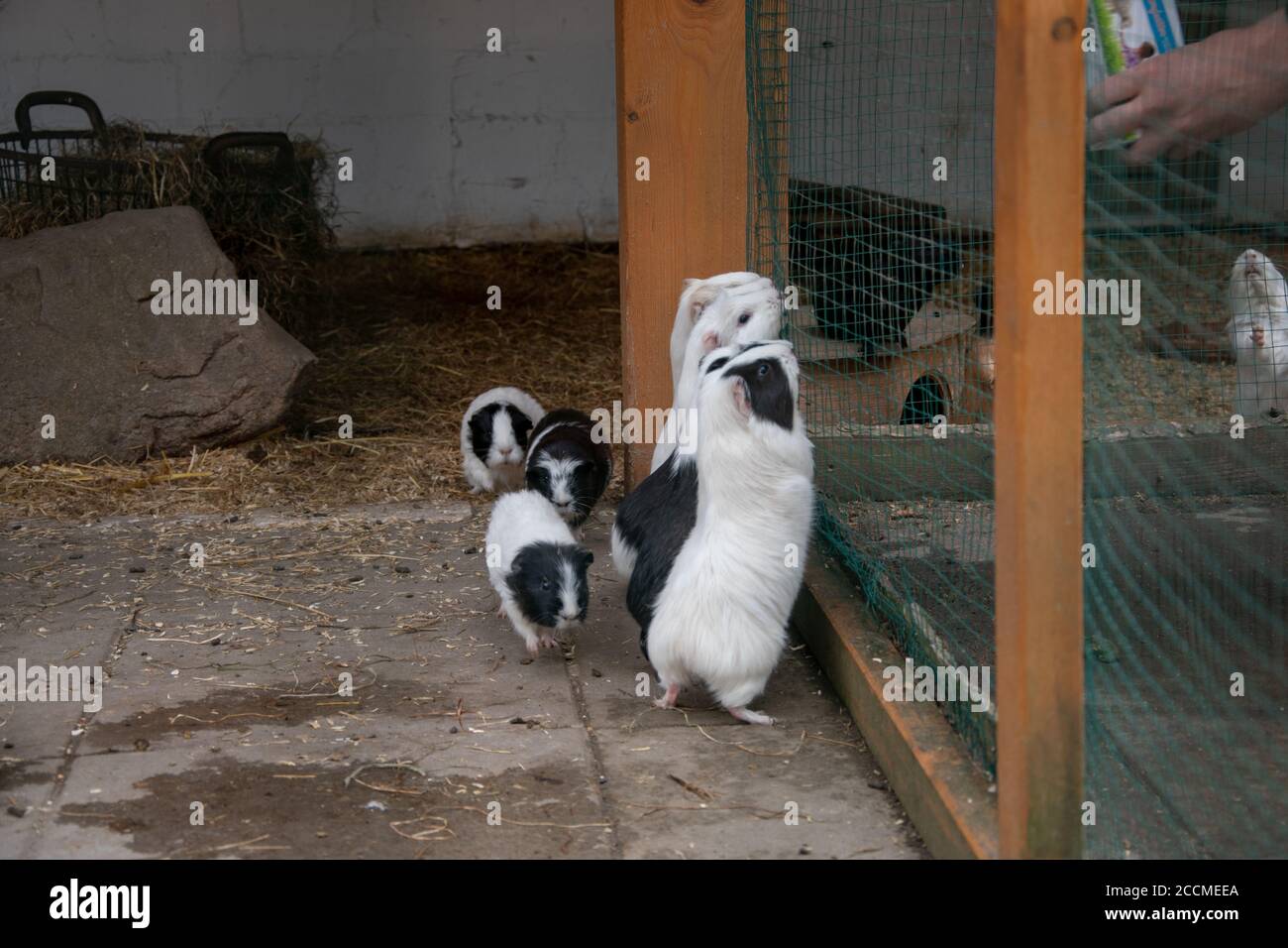 Bunch of colorful guinea pigs behind a gate at a farm Stock Photo Alamy