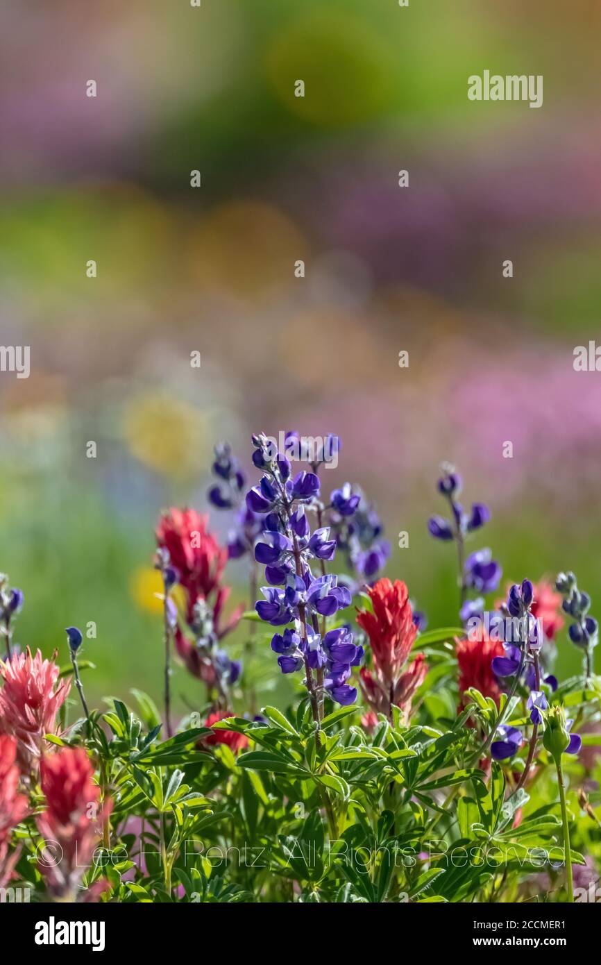 Broadleaf Lupine, Lupinus latifolius, and Indian Paintbrush, Castilleja miniata, blooming in a subalpine meadow, Goat Rocks Wilderness, Gifford Pincho Stock Photo