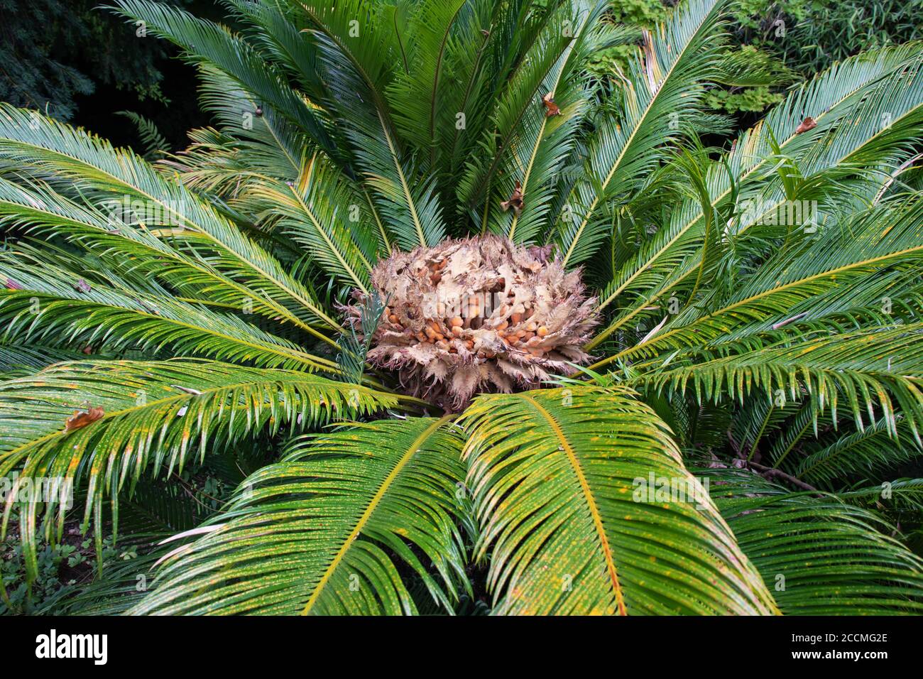 Japanese sago palm or Sotetsu plant female reproductive structure. Cycas revoluta. Stock Photo