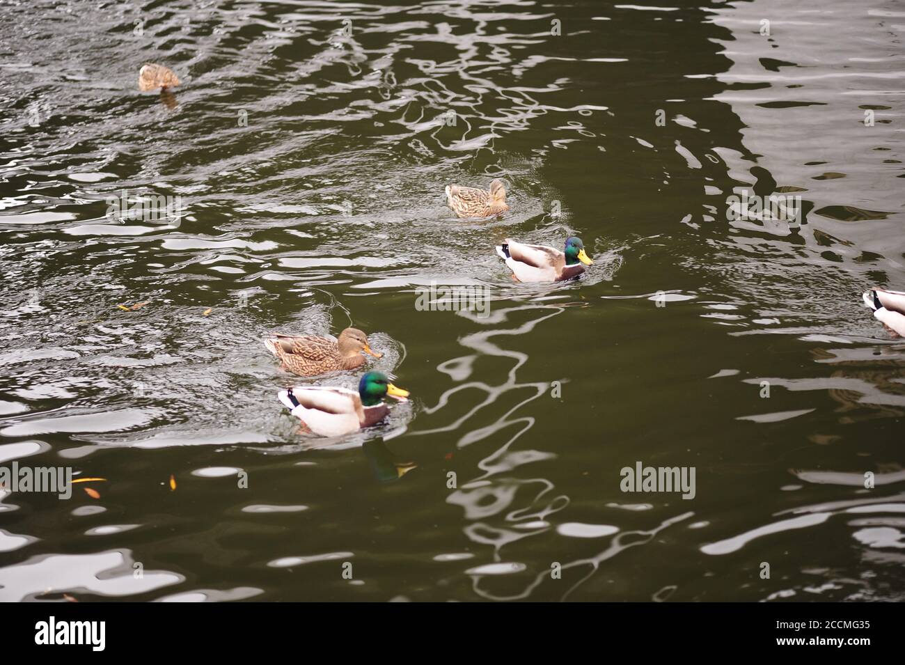 Male and female mallard ducks swimming on a pond with green water while looking for food Stock Photo