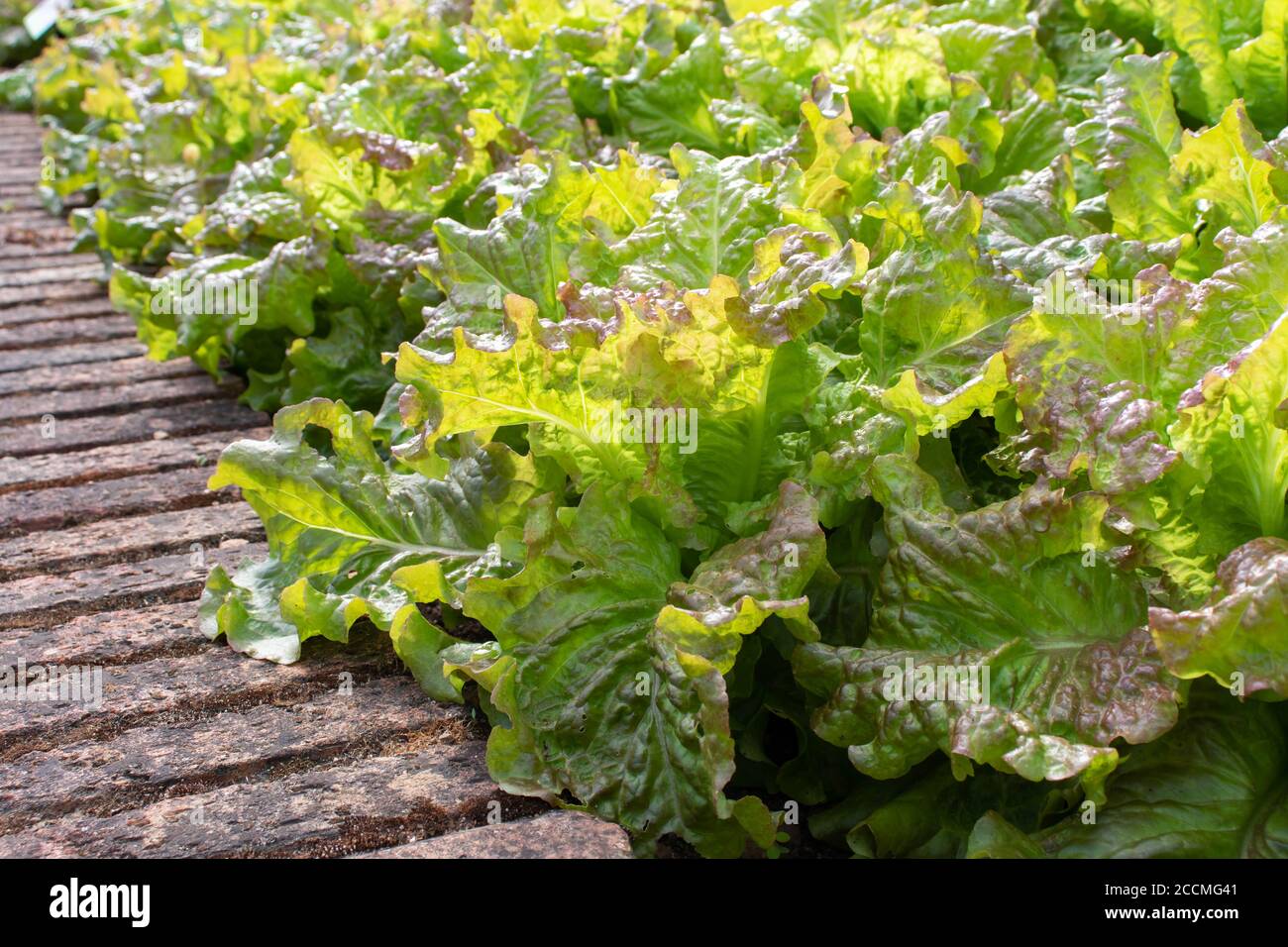 Green lettuce salad plants in the sunny kitchen garden. Lactuca sativa. Stock Photo