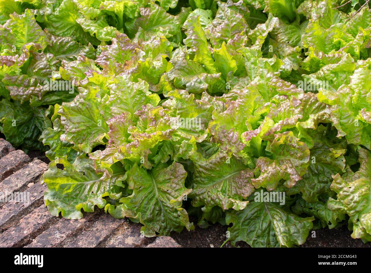 Lettuce salad plants on the decorative vegetable bed. Lactuca sativa in the garden. Stock Photo