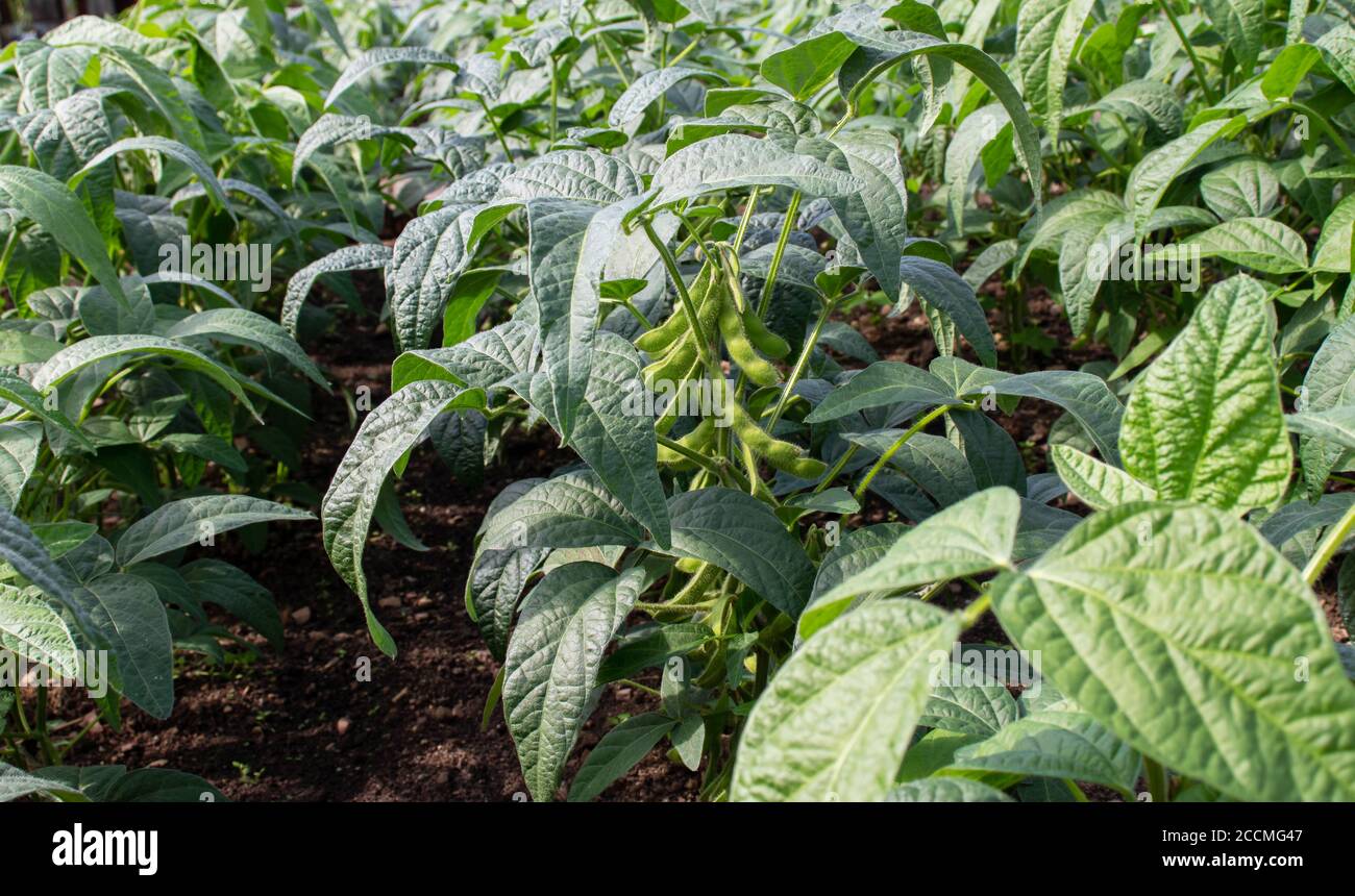 Soybean or soya bean plantation. Glycine max plants with beans. Stock Photo