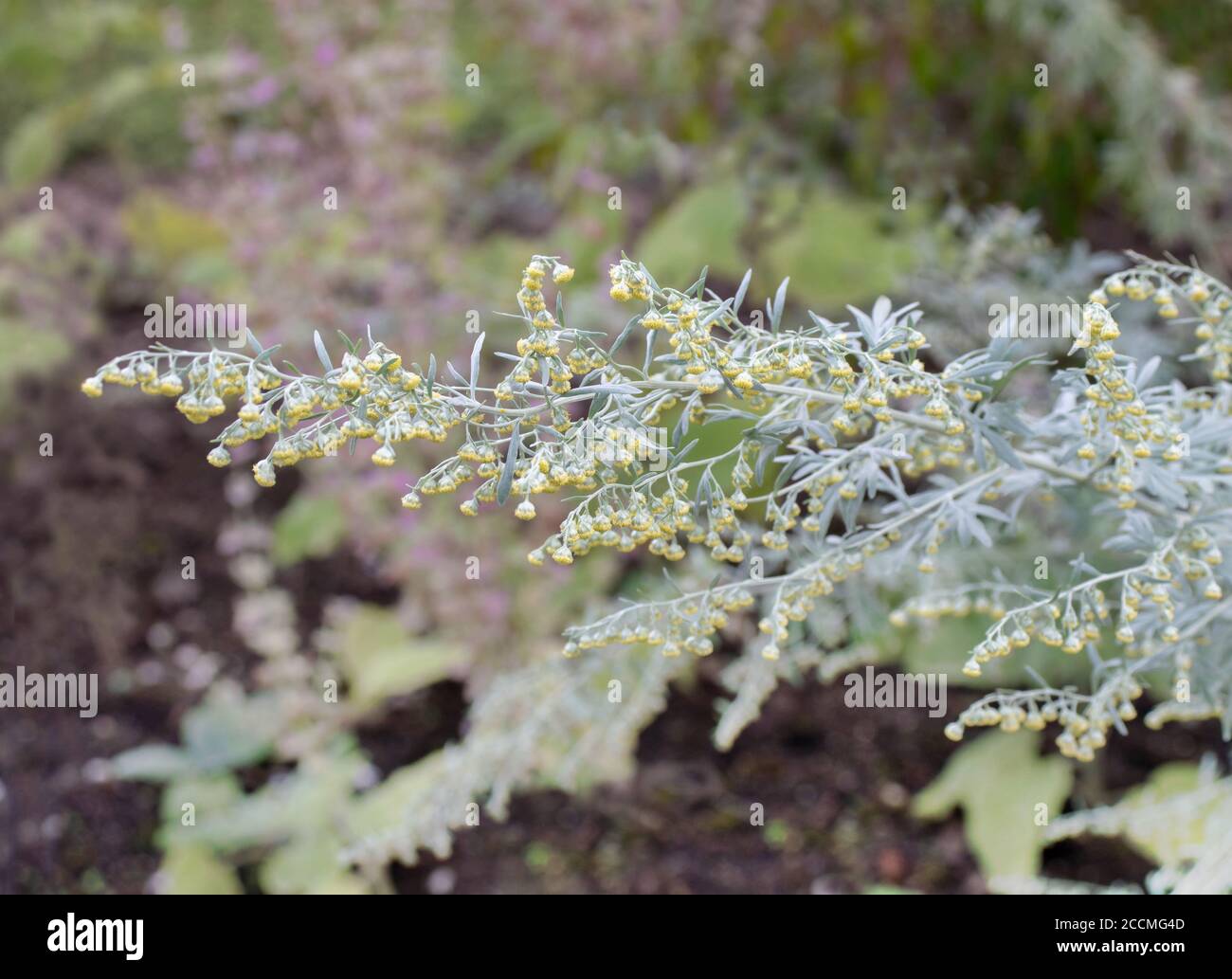 Grand wormwood or absinth sageworth or absinthium flowering plant. Artemisia absinthium Stock Photo