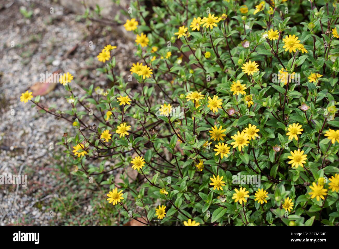 Mexican creeping zinnia yellow bright flowers. Sanvitalia procumbens. Stock Photo
