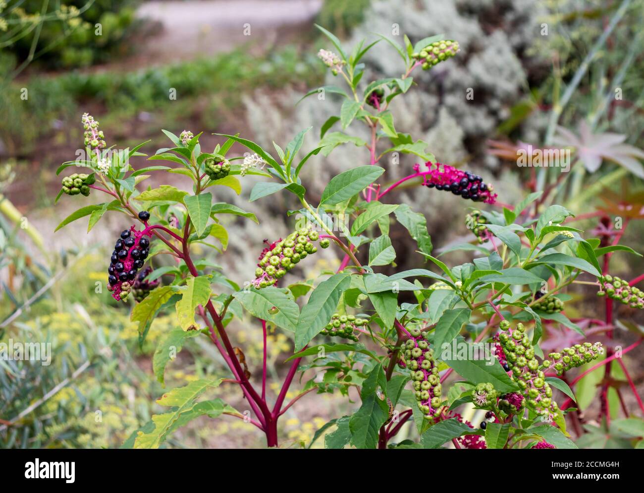 American pokeweed or poke sallet or dragonberries plant with ripe and green berries. Phytolacca americana family Phytolaccaceae. Stock Photo