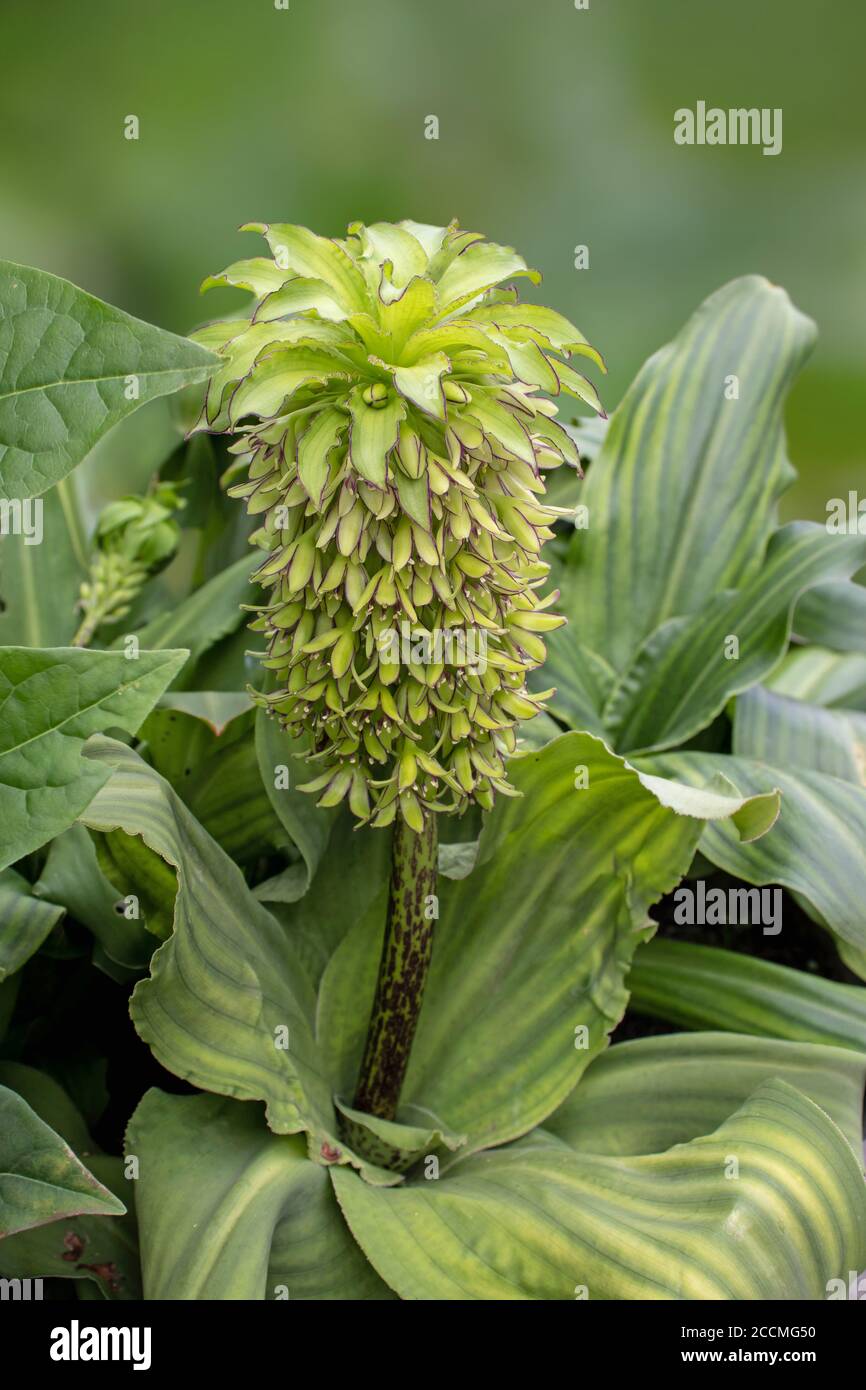 Eucomis bicolor variegated pineapple lily bulbous flowering plant of family Asparagaceae subfamily Scilloideae Stock Photo