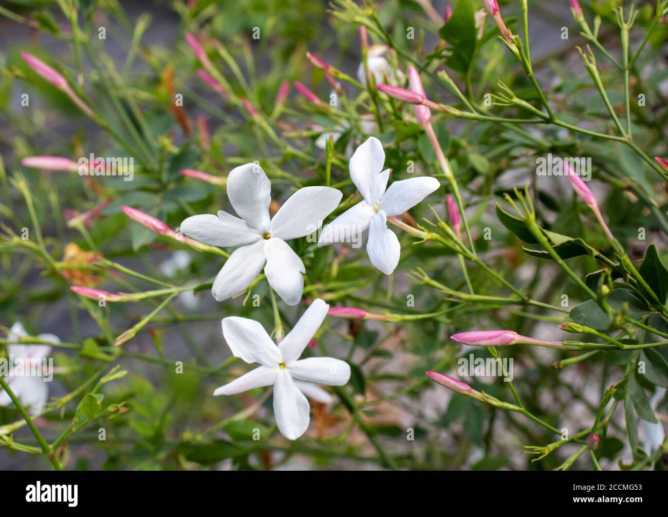 Common jasmine plant with flowers and buds closeup. Jasminum officinale. Stock Photo
