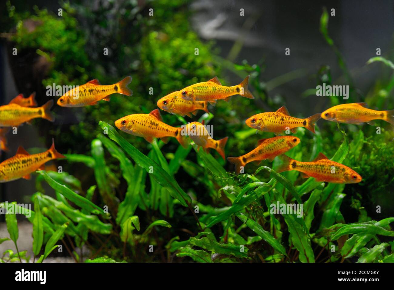 Orange tropical fish in the aquarium. Undersea world. Stock Photo