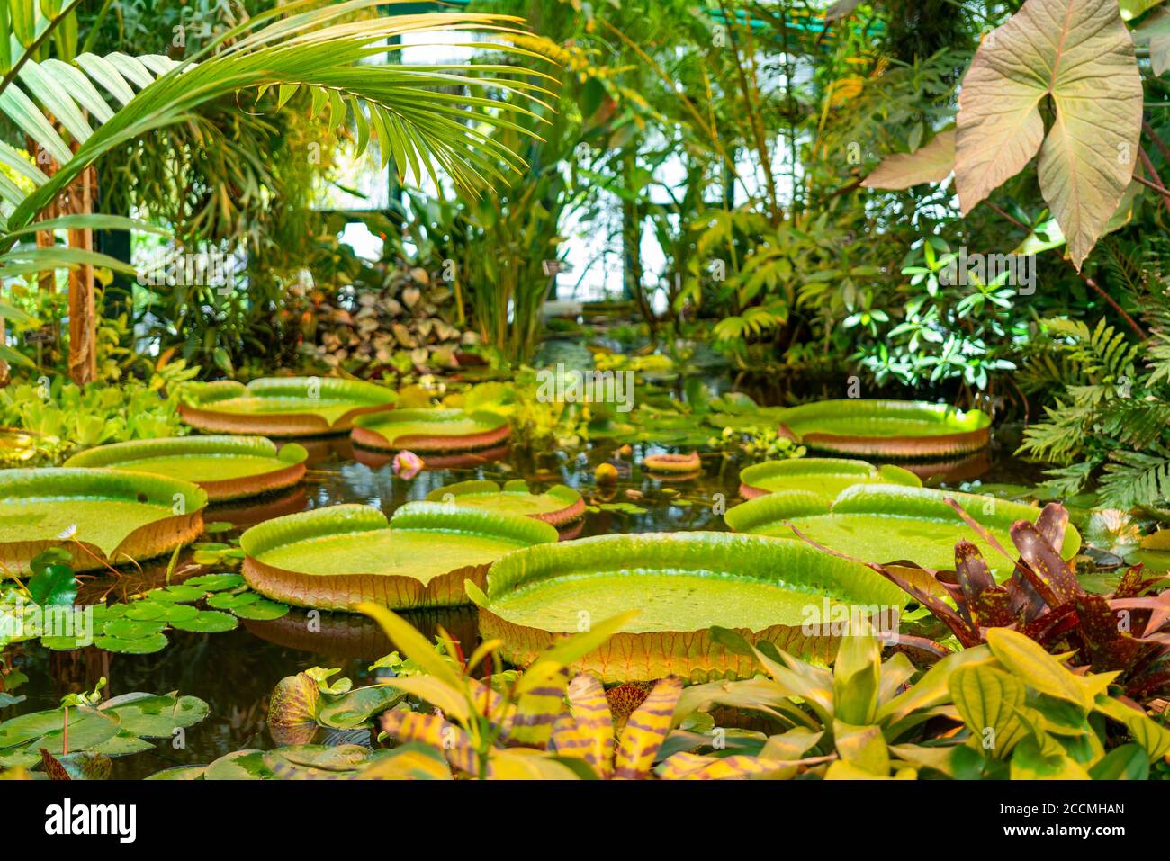 The giant leaves of the aquatic plant Victoria. Tropical plants in the greenhouse. Stock Photo
