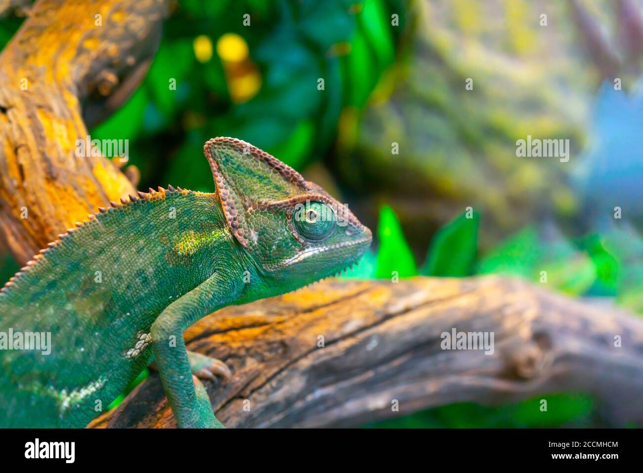 Green chameleon in the terrarium. Chameleon look Stock Photo - Alamy