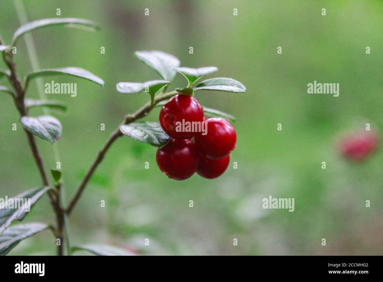 Lingonberry bush with ripe red berries in the forest close up Stock Photo
