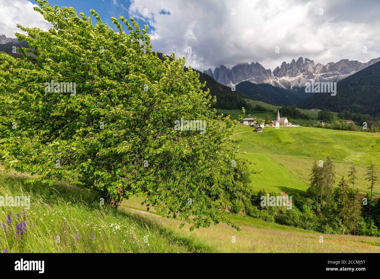 Wide angle view of anItalian valley, with a tree in the foreground and a small church surrounded by meadows and trees and mountains in the distance Stock Photo