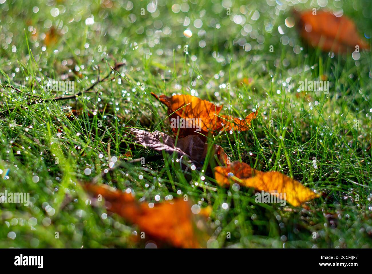 Morning grass humidity. Orvalho matinal na relva. Stock Photo