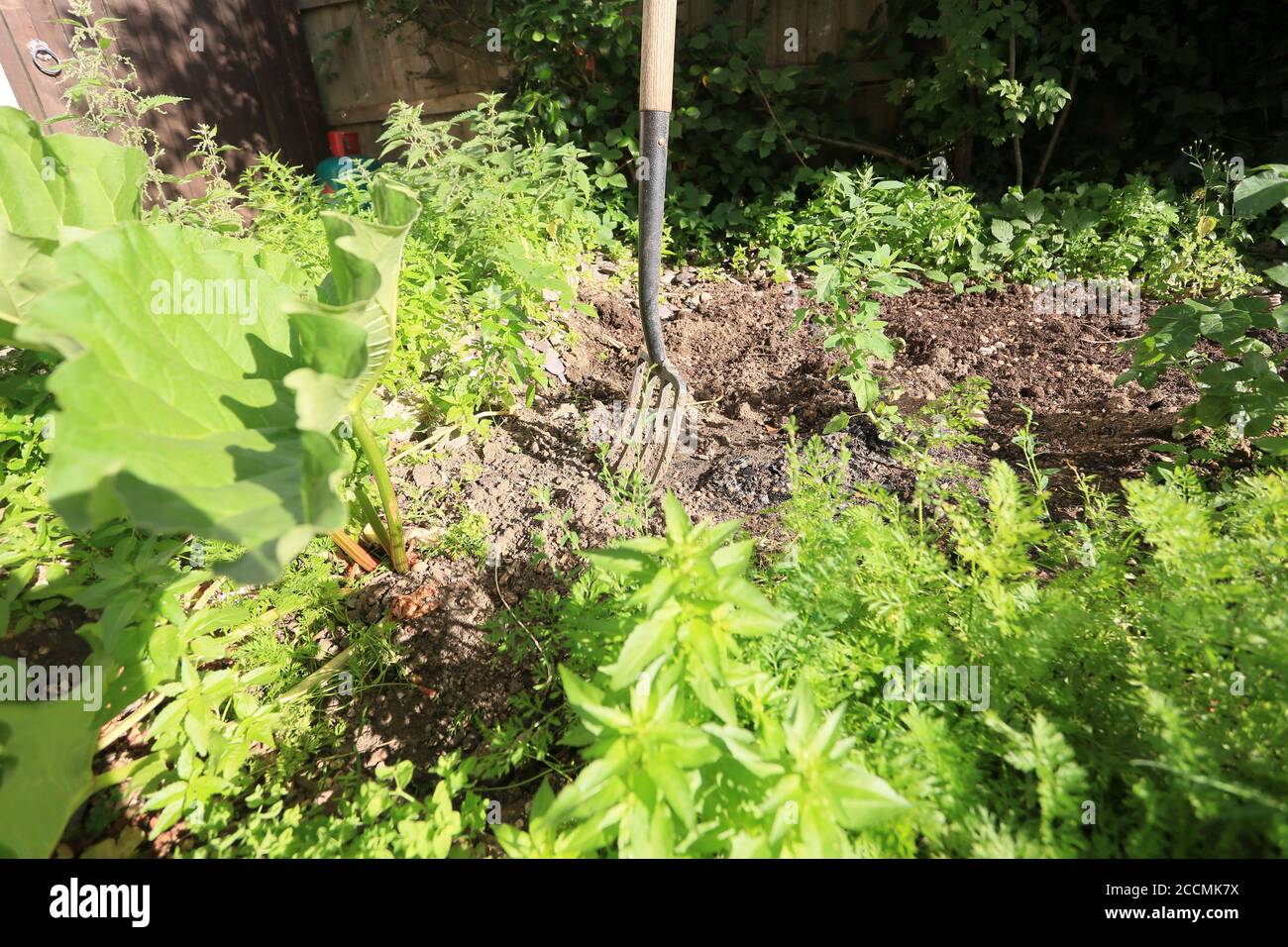 an allotment or back garden o year with a fork in the veg patch amongst potato, rhubarb and carrots Stock Photo