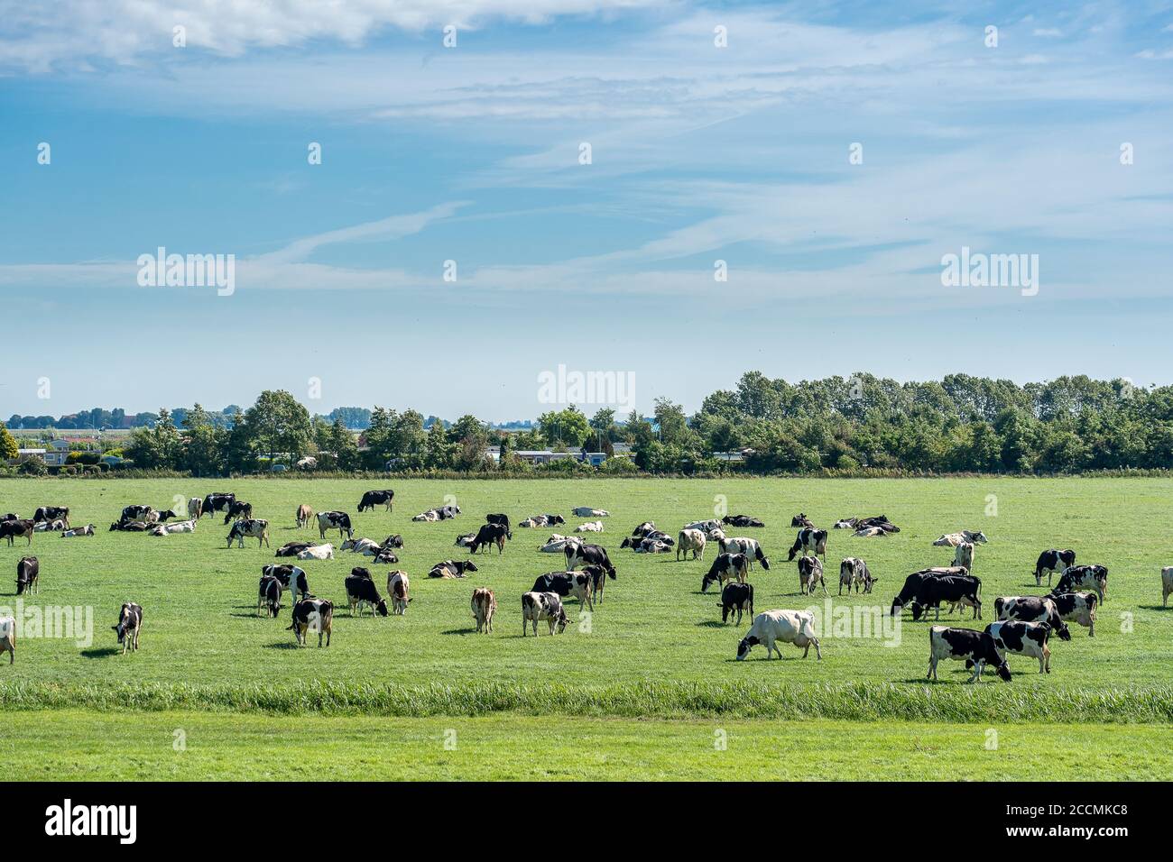 Herd of cattle grazing in a fresh meadow under a blue sky with clouds ...