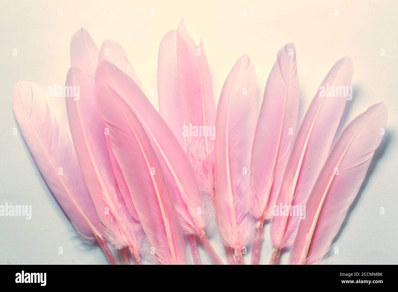 Pink feathers on white background Stock Photo