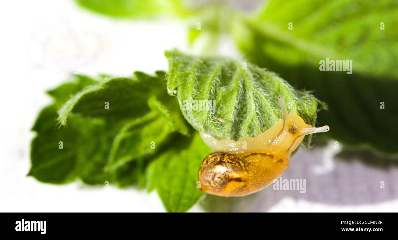 A snail glides over a wet mint leaf. A clam-a snail with a brown striped shell, crawling on a green leaf. Stock Photo