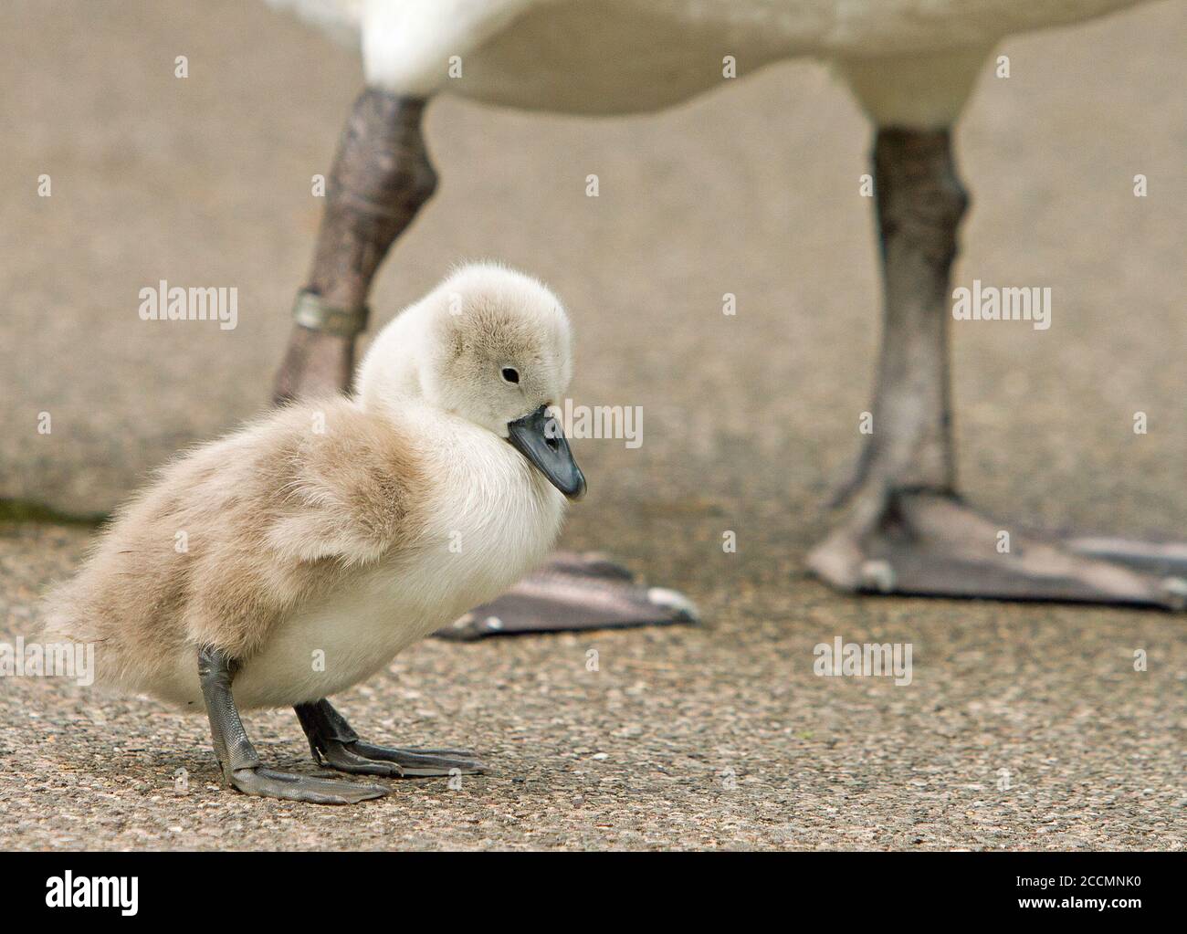 A cute small fluffy Cygnet (baby swan) standing on the gravel ground with adult Swan in the background Stock Photo