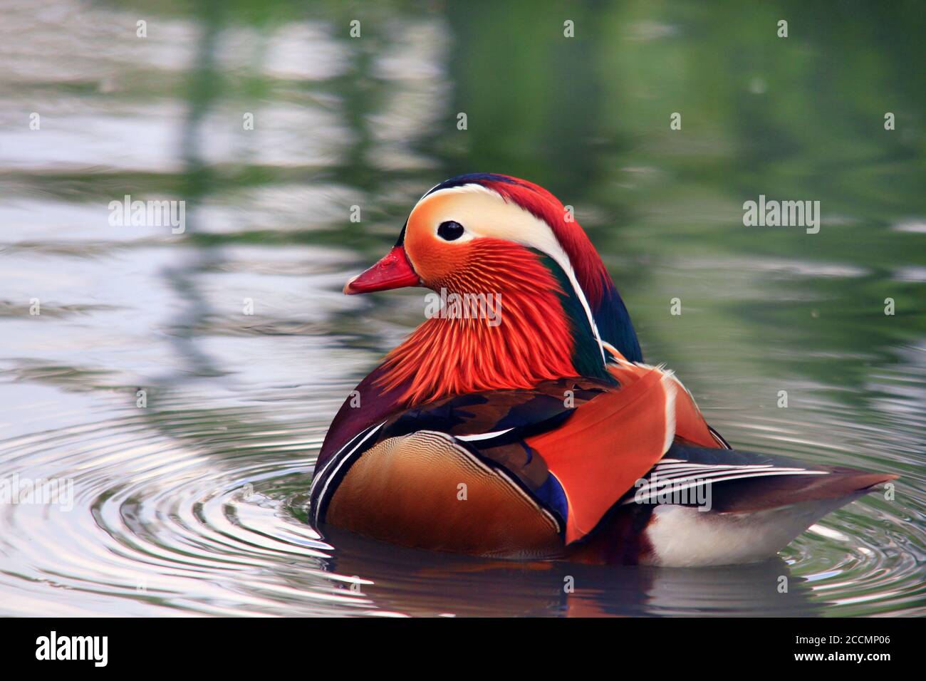Mandarin duck aix galericulata swimming on a lake hi-res stock ...