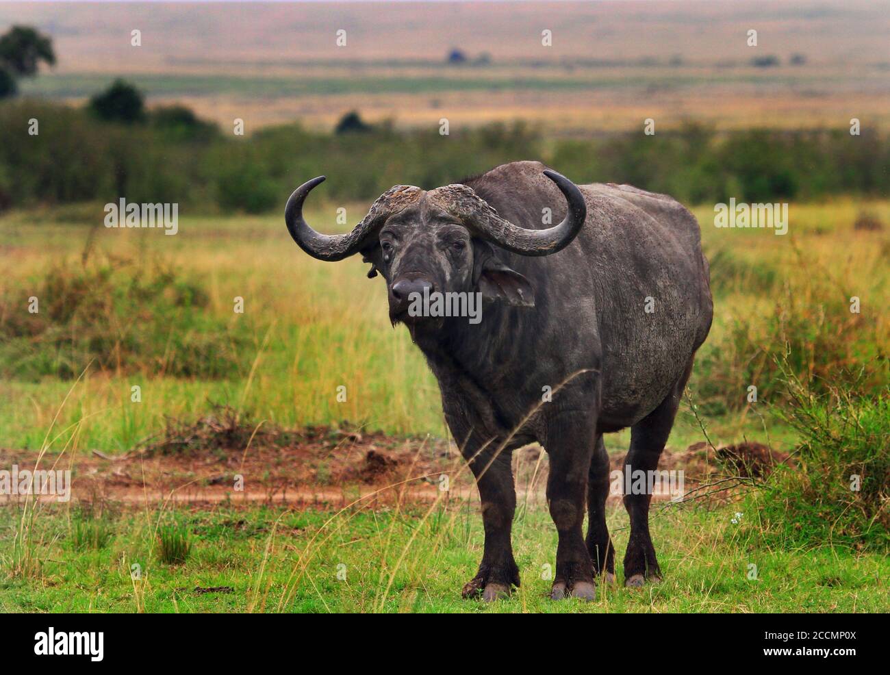 Ashley Furman Rovný Baron breeding water buffalo germany saska Řeka Parana  Dítě Klíště