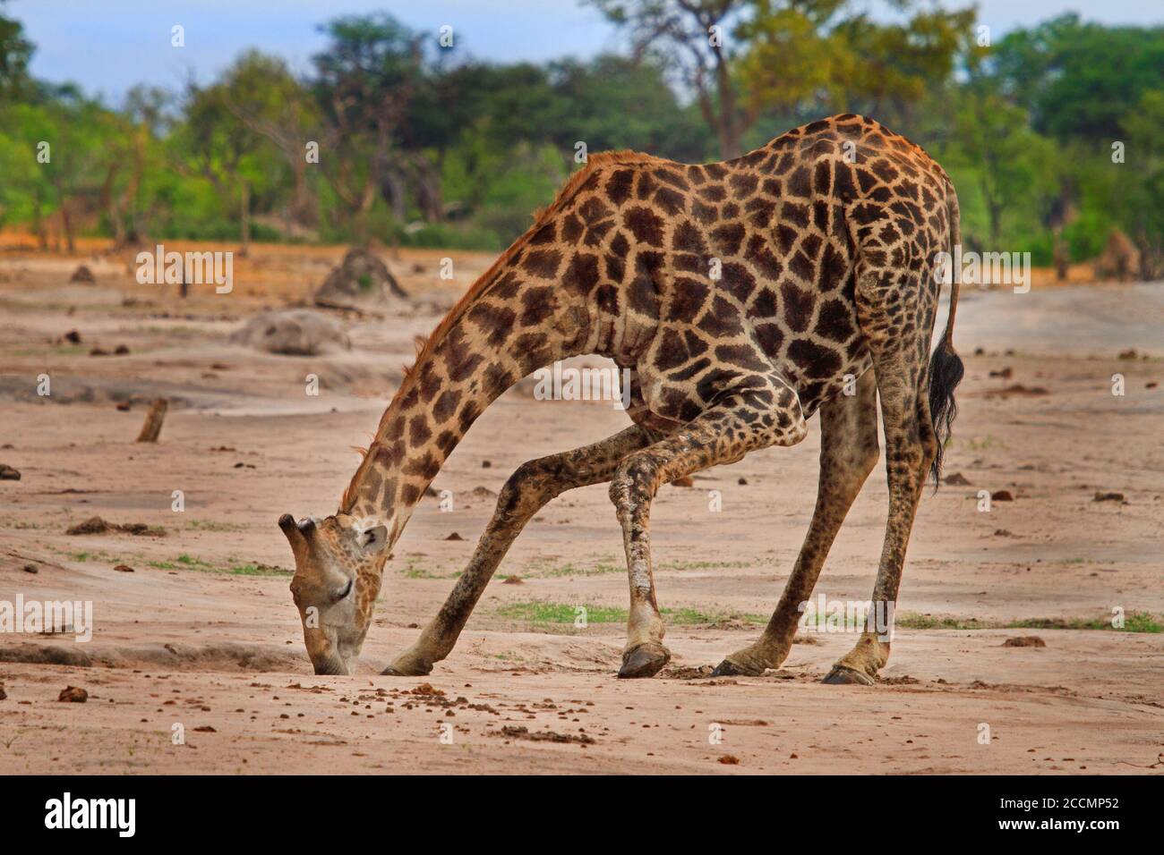 Common Giraffe bending down the front paws bent, taking a drink from a  small pool of water, against a natural bush and savannah background, Hwange Stock Photo