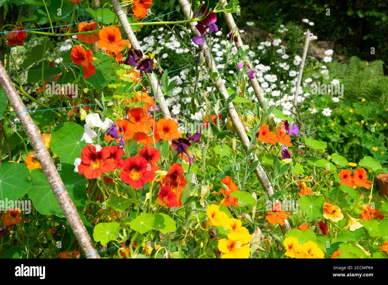 Climbing nasturtiums on a wooden support made of sticks branches wood  in a small backyard garden in August Carmarthenshire Wales UK  KATHY DEWITT Stock Photo