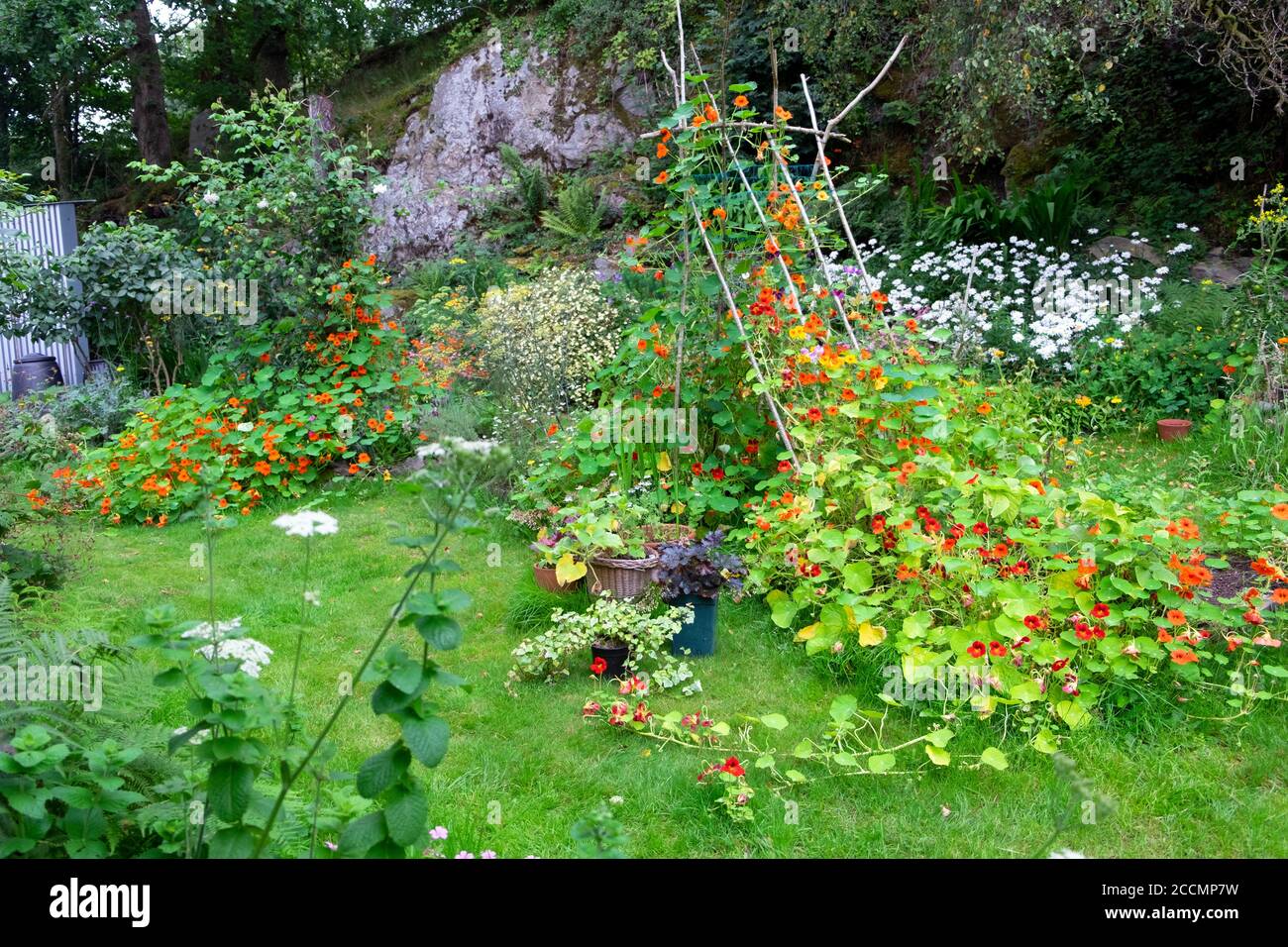 Climbing nasturtiums on a wooden support made of sticks branches in a small backyard garden in August Carmarthenshire Wales UK  KATHY DEWITT Stock Photo