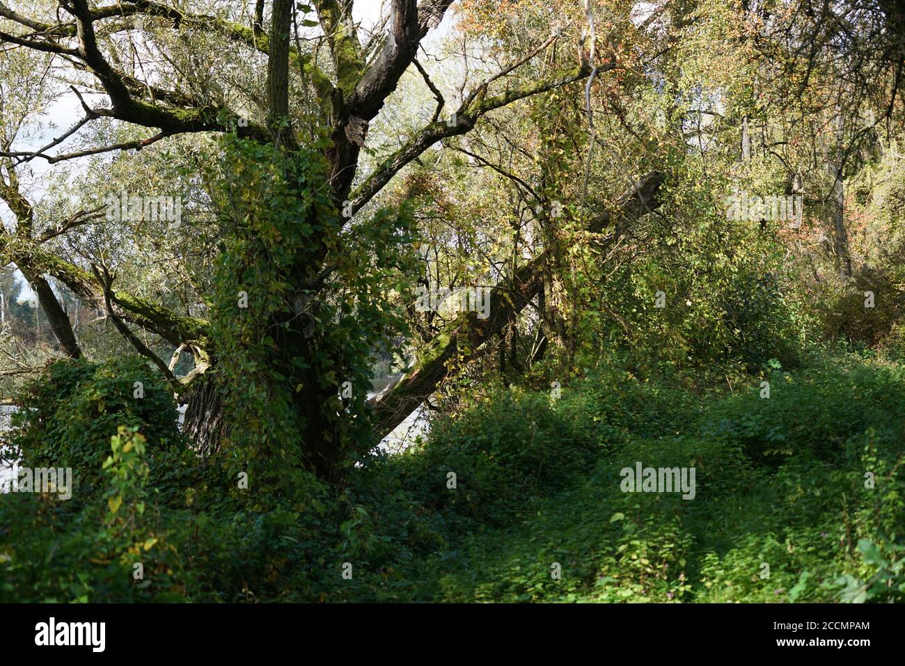 Beautiful scenery of a forest with trees and plants at daytime Stock ...
