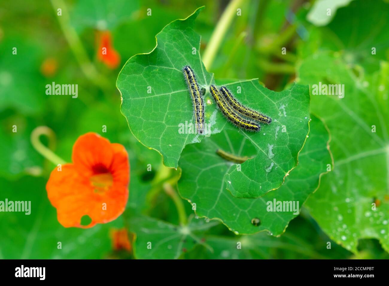 Cabbage white caterpillars eating nasturtium leaves in a small country garden in August Carmarthenshire West Wales  KATHY DEWITT Stock Photo