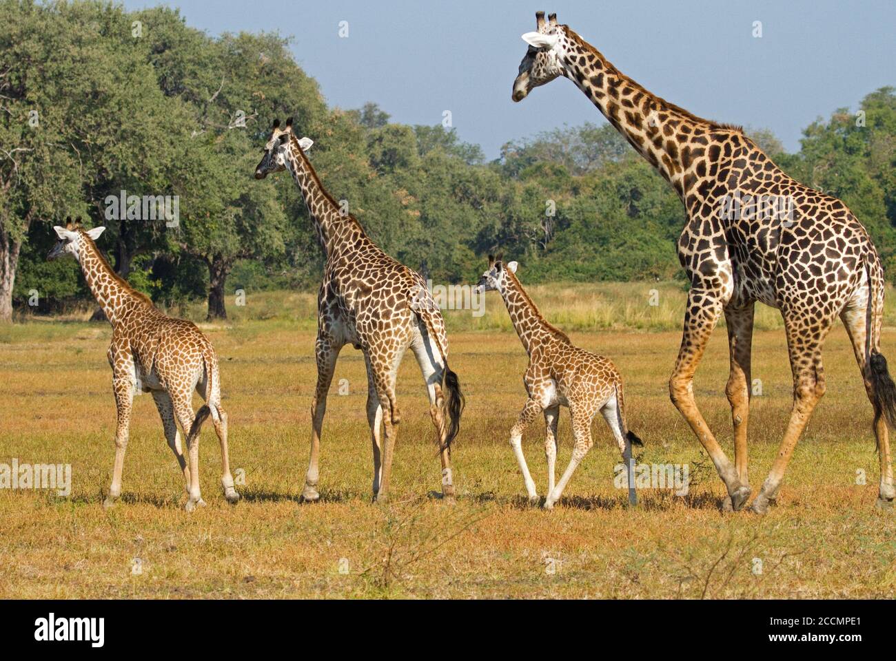 Journey of Giraffe walking across the African Plains A journey is the
