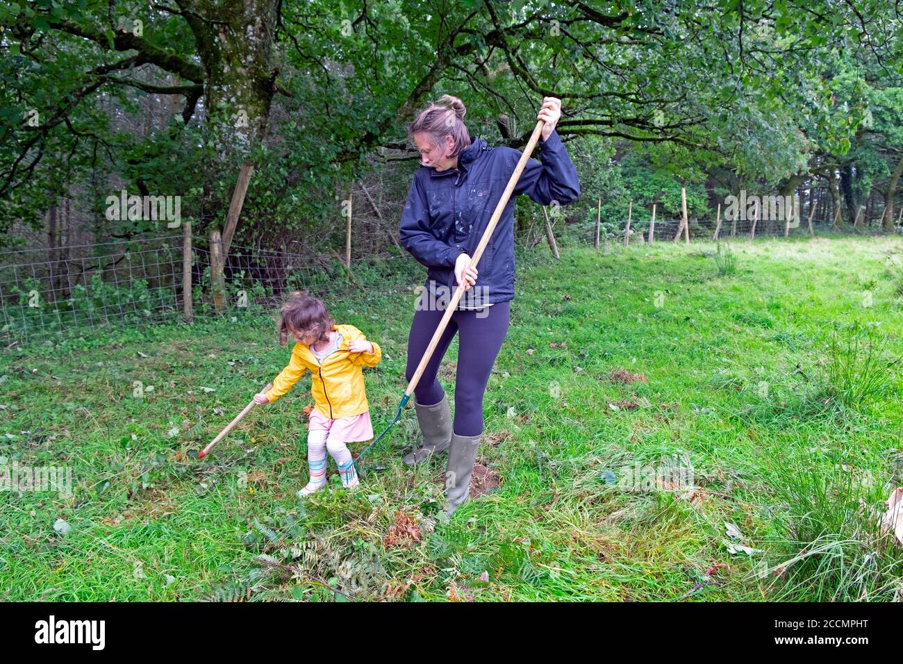 Woman and child with rakes raking clearing grass and bracken in a field so fence can be repaired in summer Carmarthenshire Wales UK   KATHY DEWITT Stock Photo