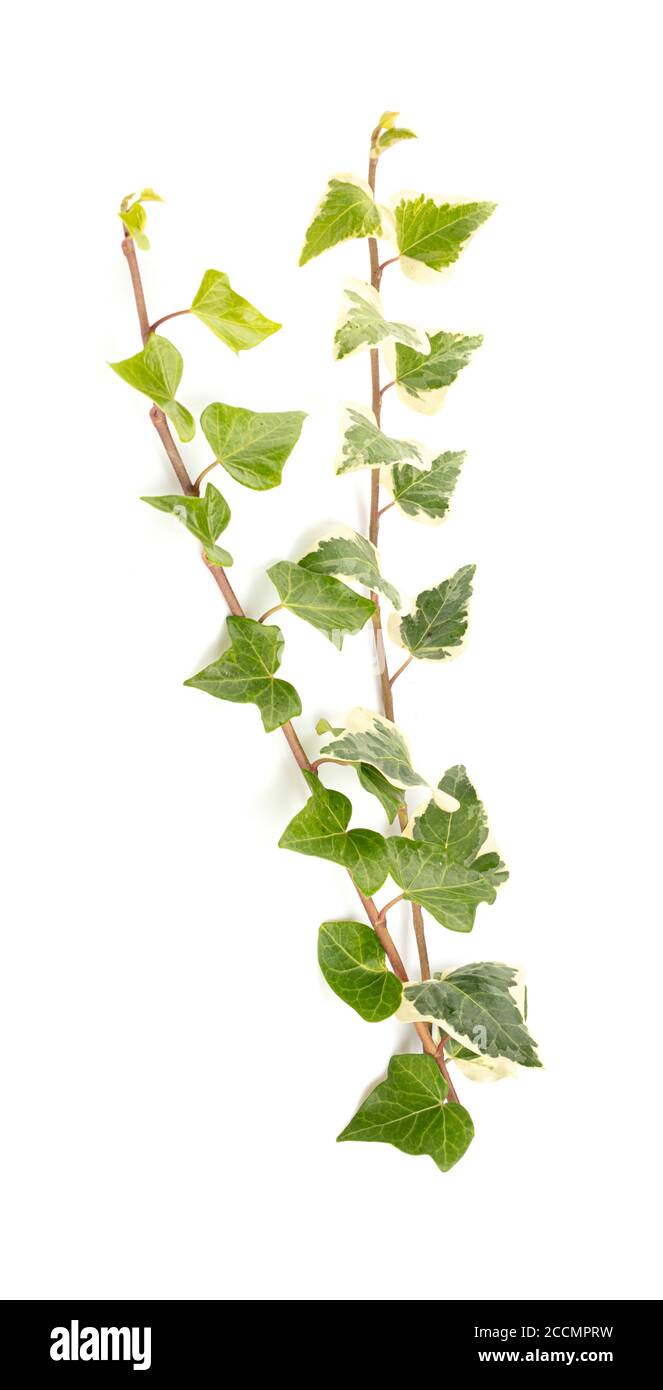 ivy leaves isolated on a white background Stock Photo - Alamy