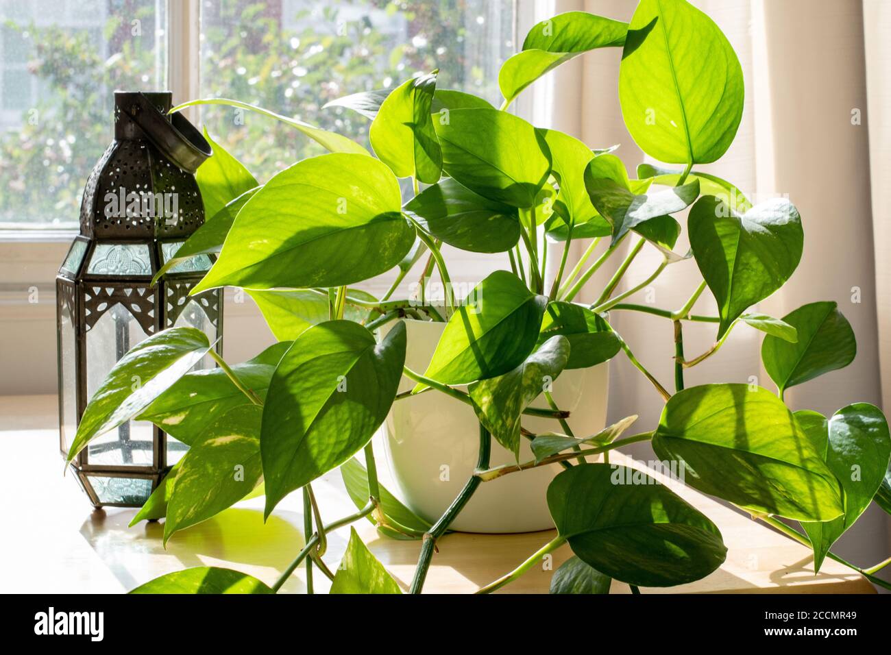 Devils Ivy houseplant next to a lantern and a window in a beautifully designed home interior. Stock Photo