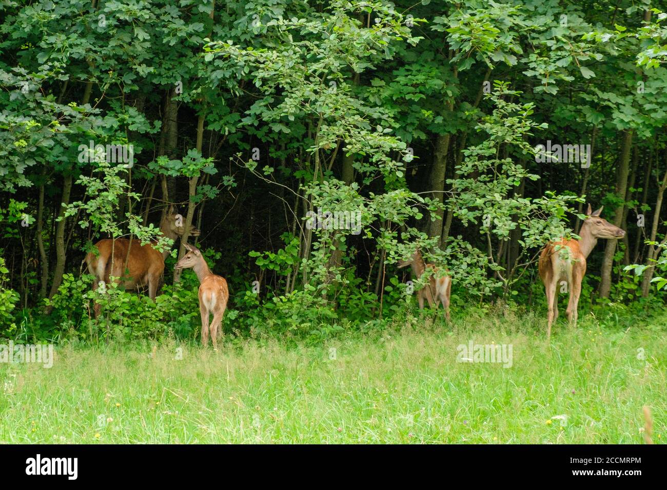 Family of deer grazing in a meadow with green grass. Deer eating in the forest. Wildlife concept  Stock Photo