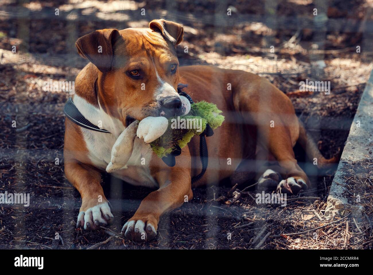 Pit Bull Laying In Living Room