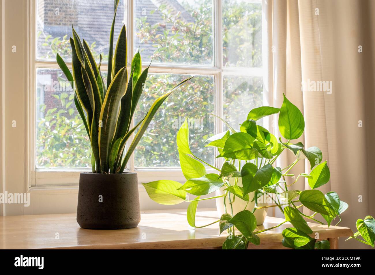 Snake plant next to a window in a beautifully designed home or apartment interior. Stock Photo