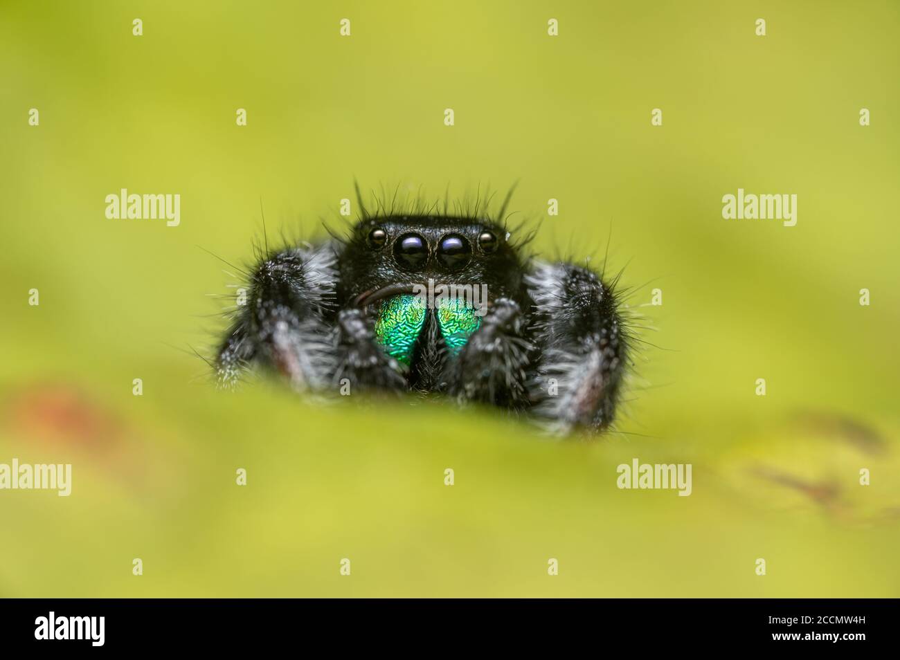 Male jumping spider (Phidippus regius) crawling on a dry leaf. Autumn warm colors, macro, sharp details. Beautiful huge eyes are looking at the camera Stock Photo