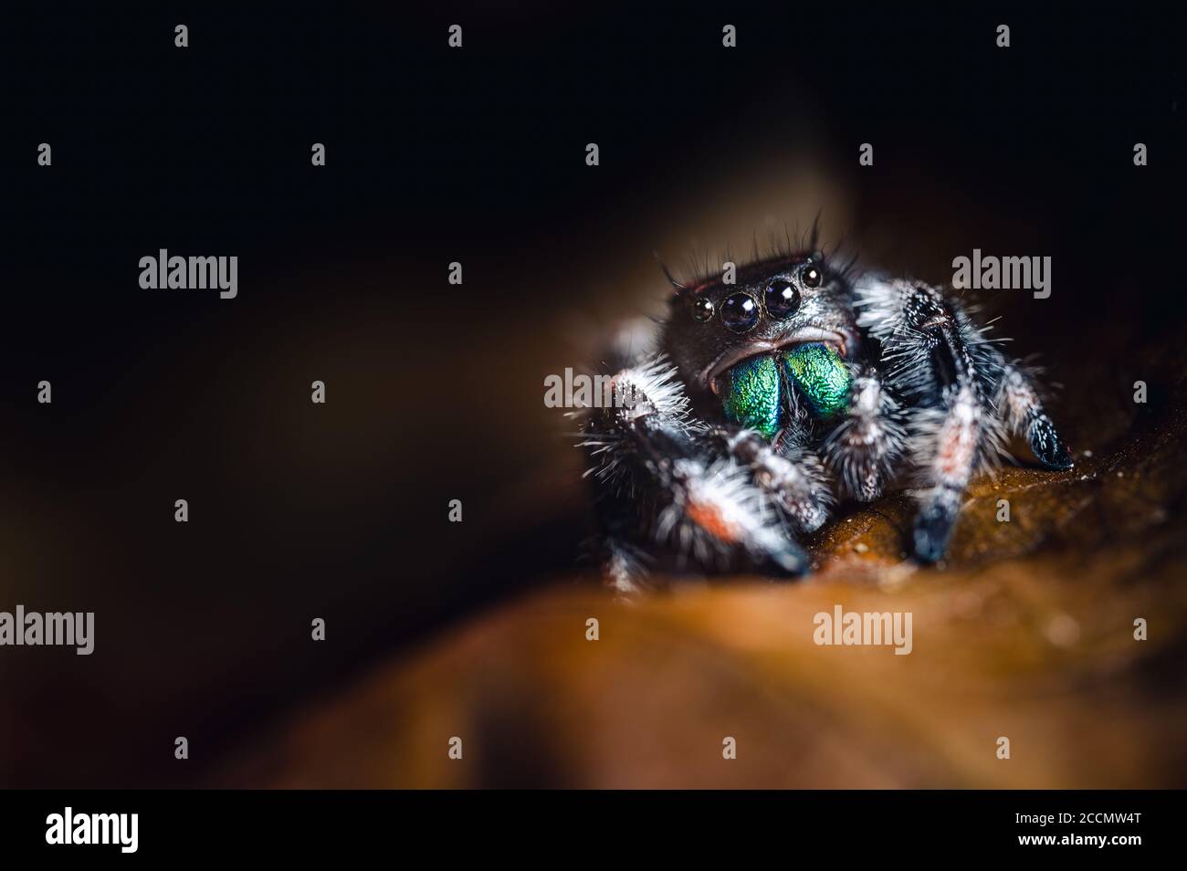 A male jumping spider (Phidippus regius) crawling on dry wood. Autumn warm colors, macro, sharp details. Beautiful big eyes and big green fangs. Stock Photo