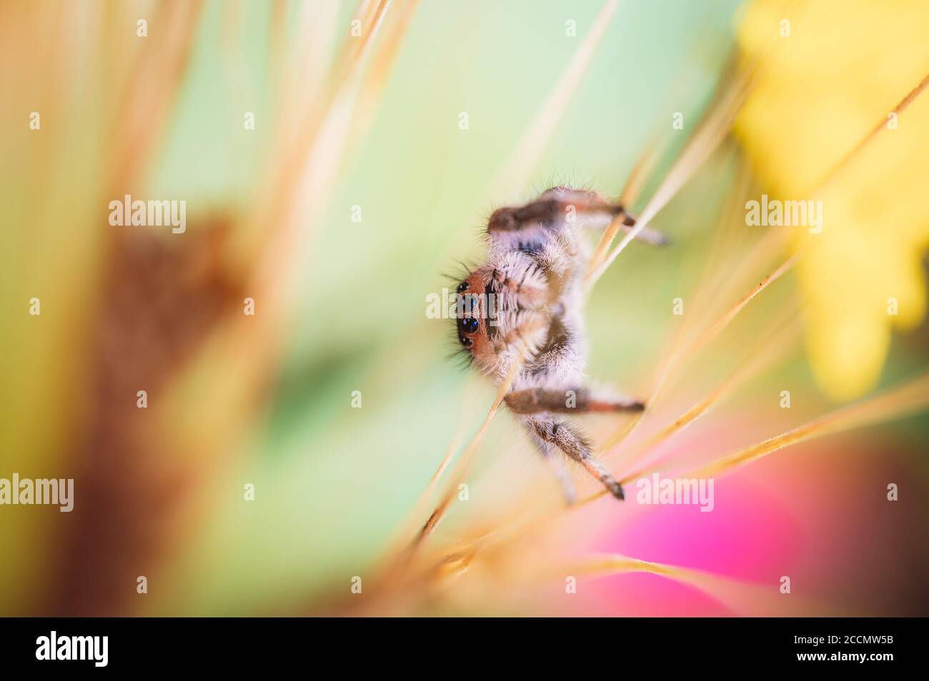 Female jumping spider (Phidippus regius) crawling on barley. Autumn warm colors, macro, sharp details. Beautiful huge eyes are looking at the camera. Stock Photo