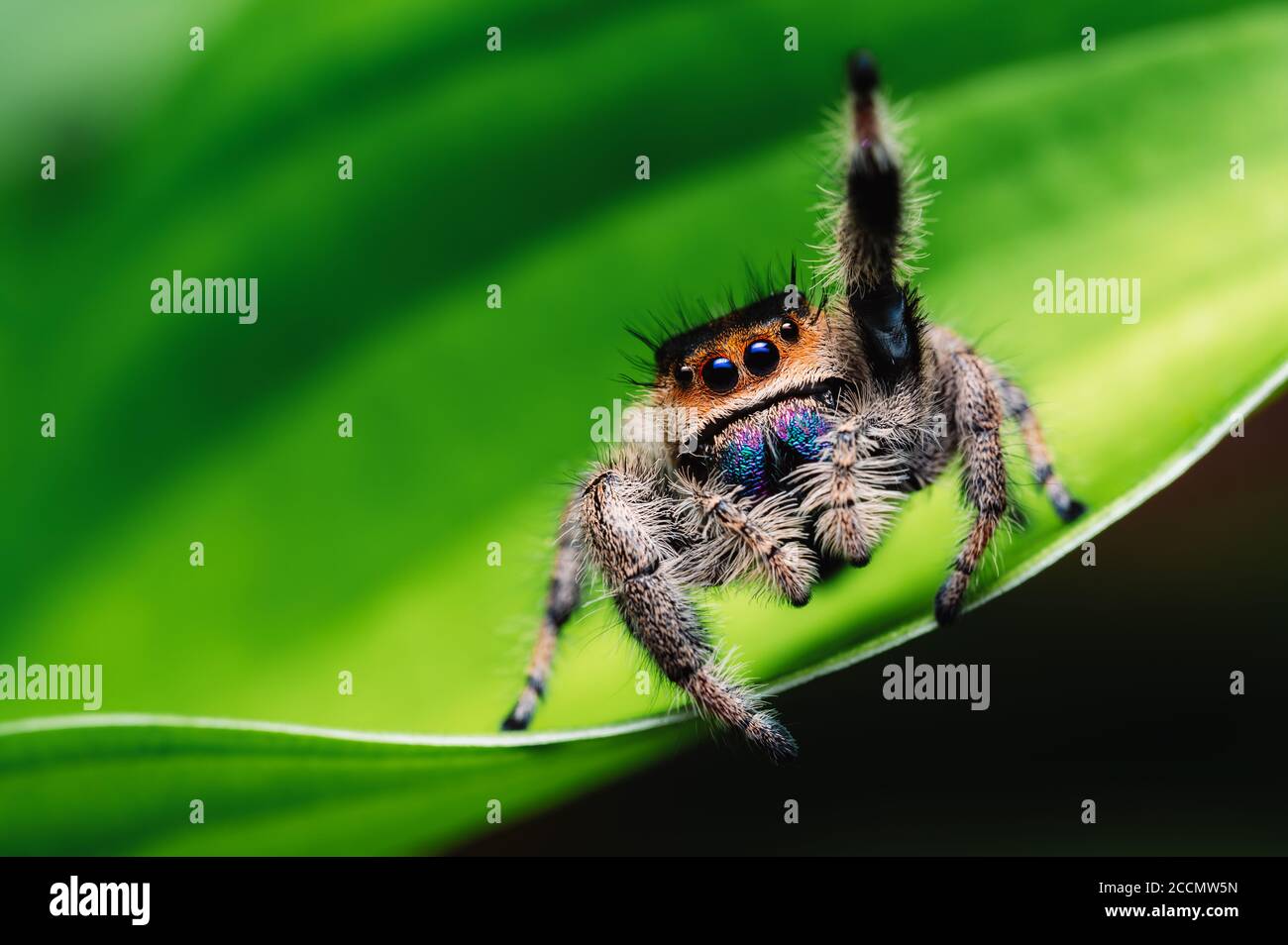 Female jumping spider (Phidippus regius) crawling on green. Macro, big eyes, sharp details. Beautiful big eyes and big fangs. Stock Photo