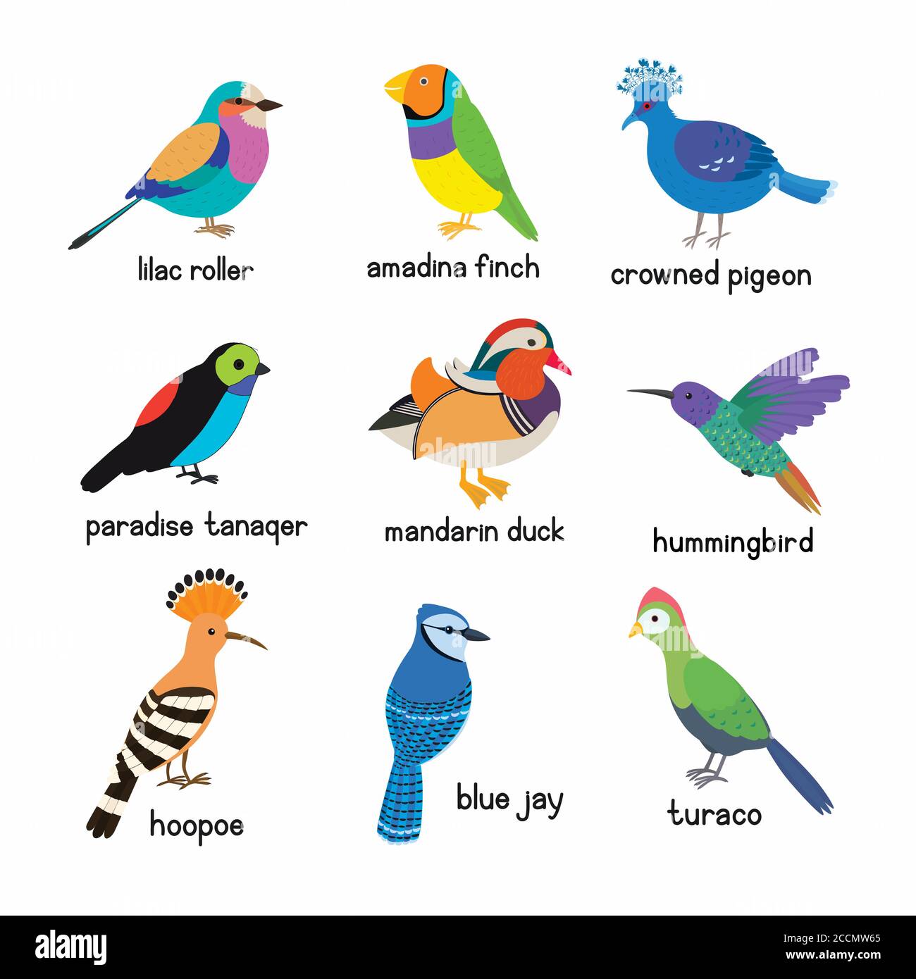 Set of the most beautiful birds on the planet. Hoopoe, Crowned pigeon,  Turaco, Paradise tanager, Mandarin duck, Blue Jay, Lilac roller, Amadina  finch Stock Vector Image & Art - Alamy