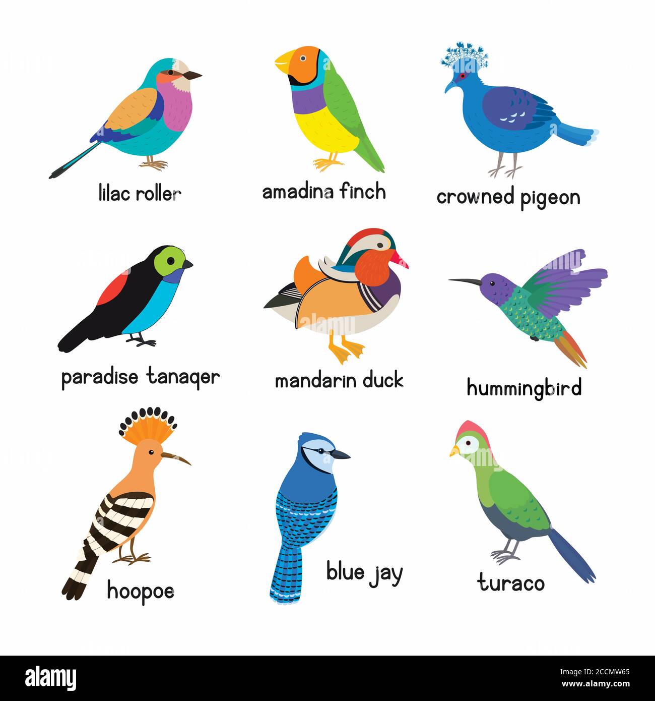 Set of the most beautiful birds on the planet. Hoopoe, Crowned pigeon,  Turaco, Paradise tanager, Mandarin duck, Blue Jay, Lilac roller, Amadina  finch Stock Vector Image \u0026 Art - Alamy, image size:1300x1390