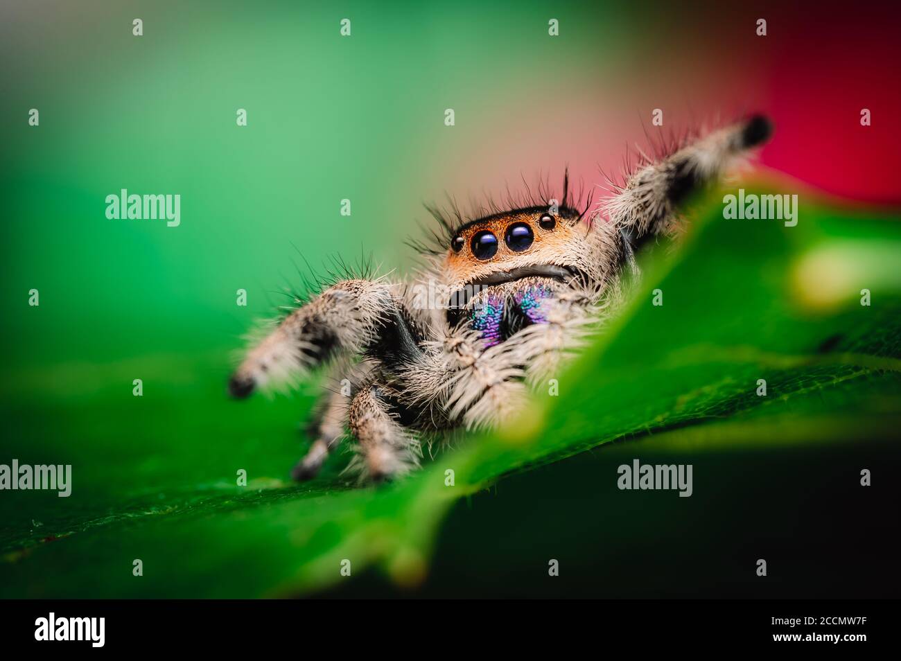 Female jumping spider (Phidippus regius) crawling on a green leaf. Autumn warm colors, macro, sharp details. Beautiful huge eyes are looking at the ca Stock Photo