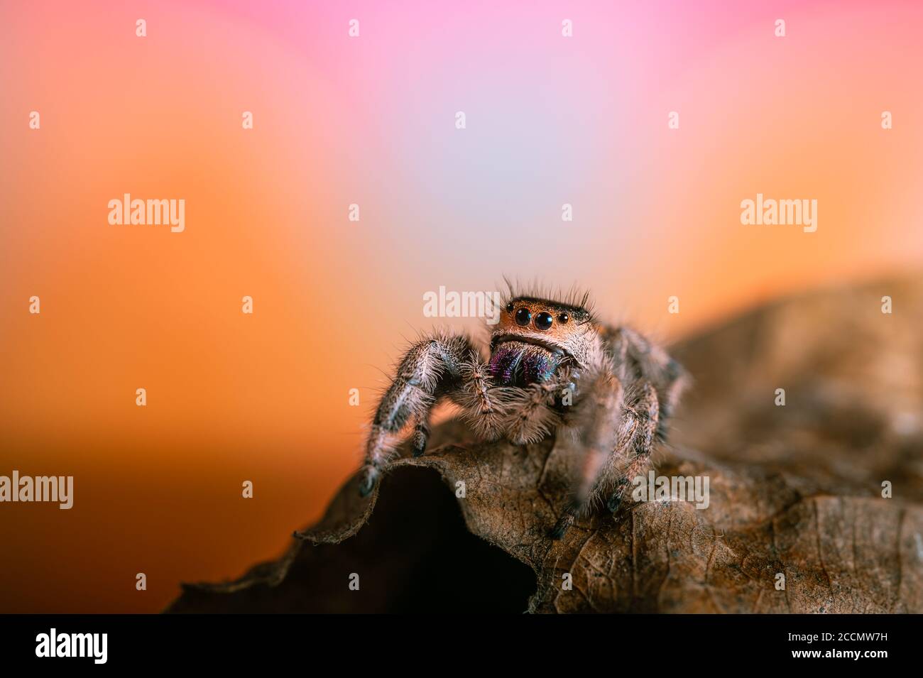 A female jumping spider (Phidippus regius) crawling on a dry leaf. Autumn warm colors, macro, sharp details. Beautiful huge eyes are looking at the ca Stock Photo